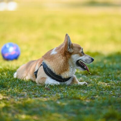 Group-dog-training-classes