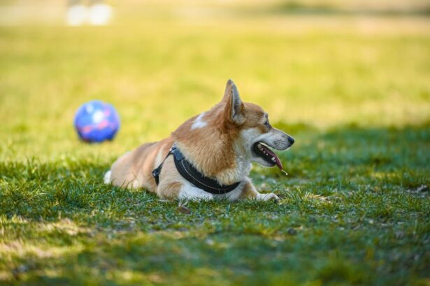 Group-dog-training-classes