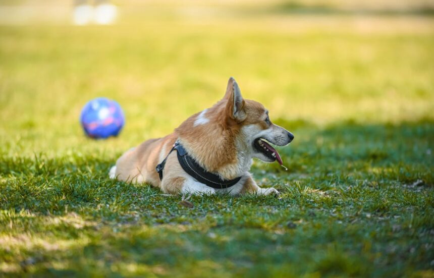 Group-dog-training-classes