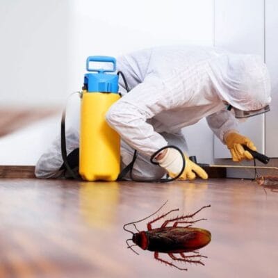 Cockroach-Control-in-Peoria