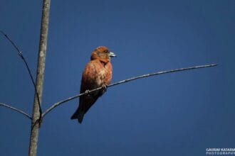 Corbett-Birding-tour