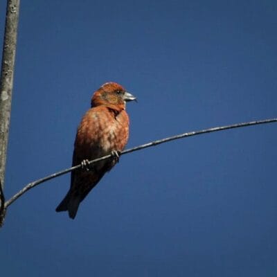 Corbett-Birding-tour