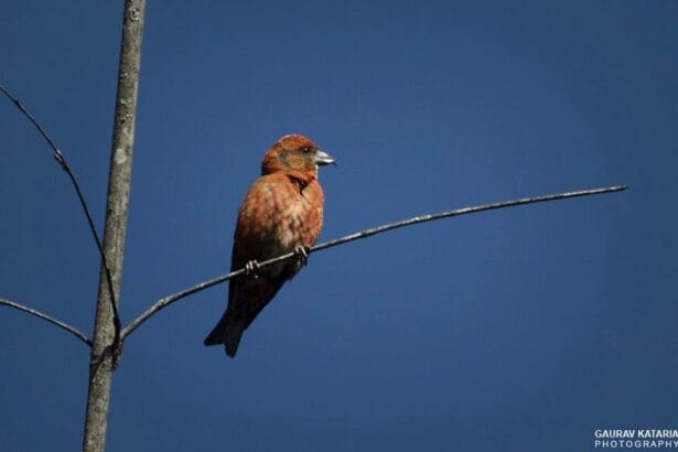 Corbett-Birding-tour