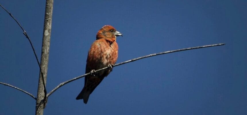 Corbett-Birding-tour