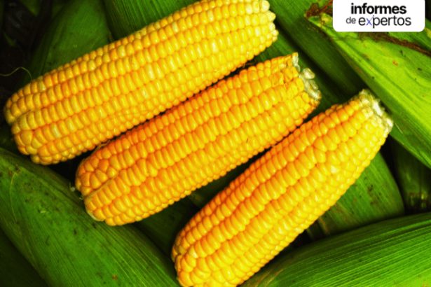 Corn-Market