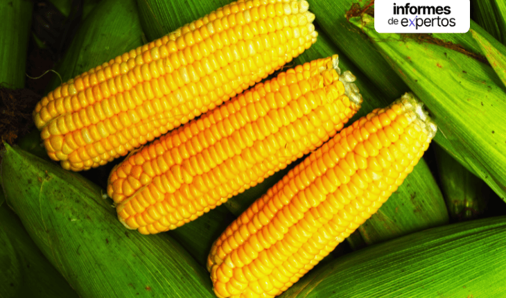 Corn-Market