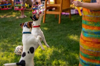 Dog-Boarding-and-Daycare-in-TX