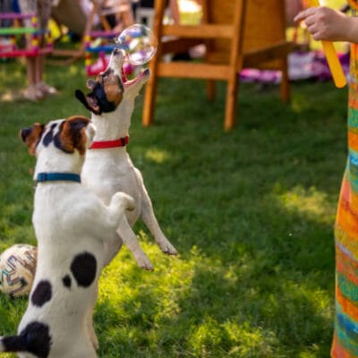 Dog-Boarding-and-Daycare-in-TX