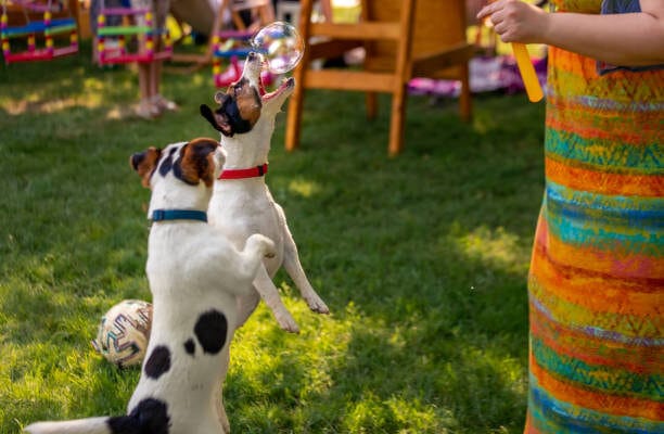 Dog-Boarding-and-Daycare-in-TX