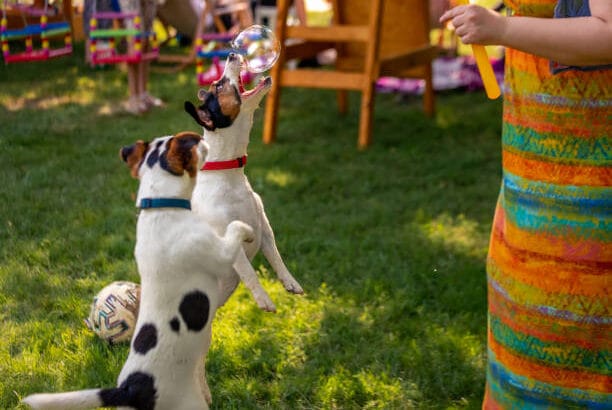 Dog-Boarding-and-Daycare-in-TX