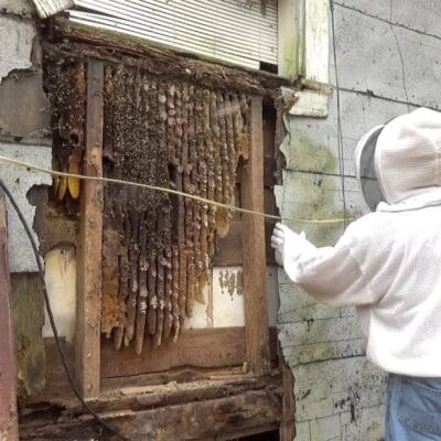 How to Manage Bees in Apartment Balconies