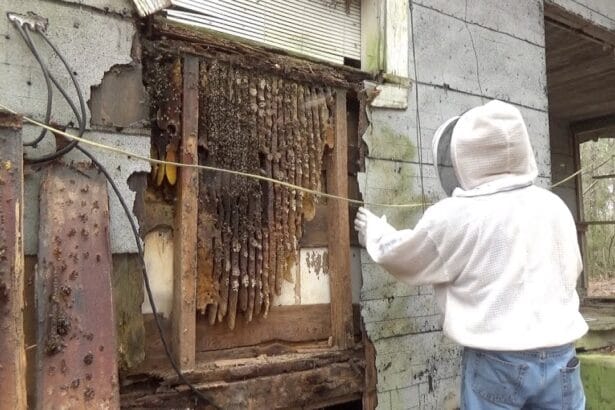 How to Manage Bees in Apartment Balconies