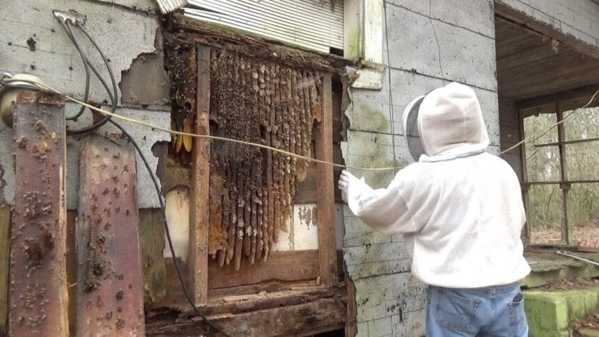 How to Manage Bees in Apartment Balconies