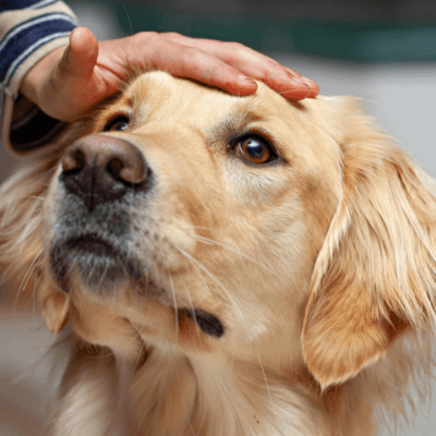 online-pet-shop-Dubai
