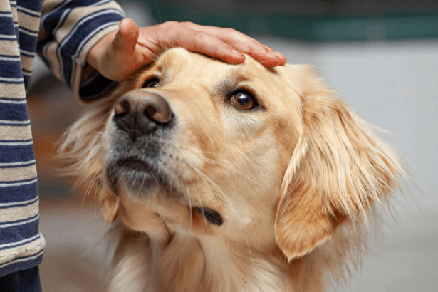 online-pet-shop-Dubai
