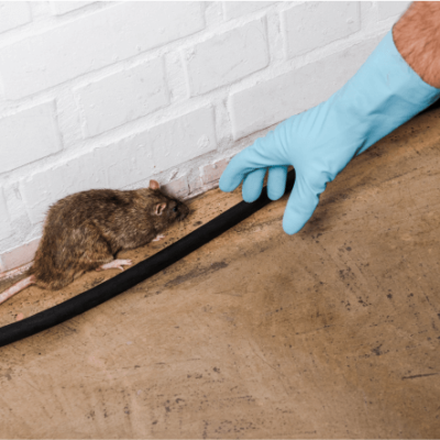 Rodent-Control