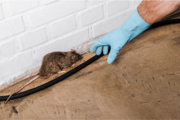 Rodent-Control