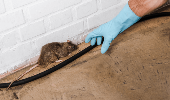 Rodent-Control